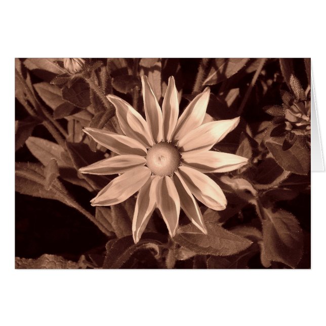 Prairie Sun Rudbeckia B&W (Anverso (Horizontal))