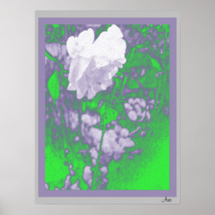 PRECIOSA IMPRESIÓN DE ROSA BLANCA 18 X 24