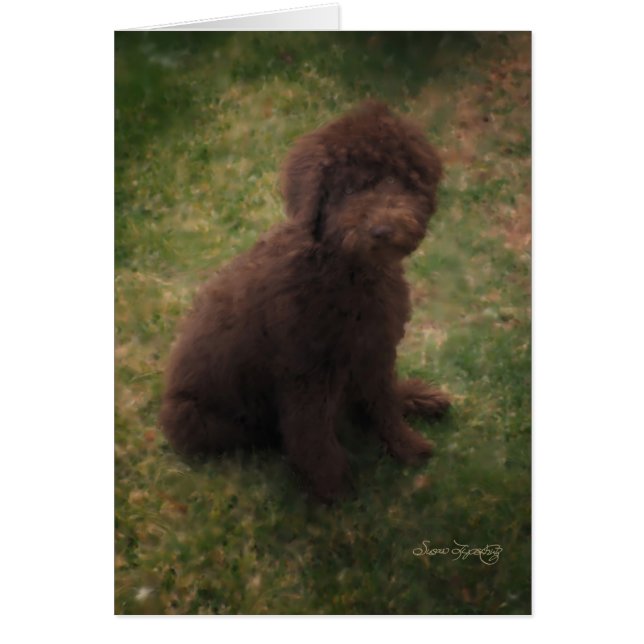 PRECIOSA LABRADOODLE AUSTRALIANA (Frente)