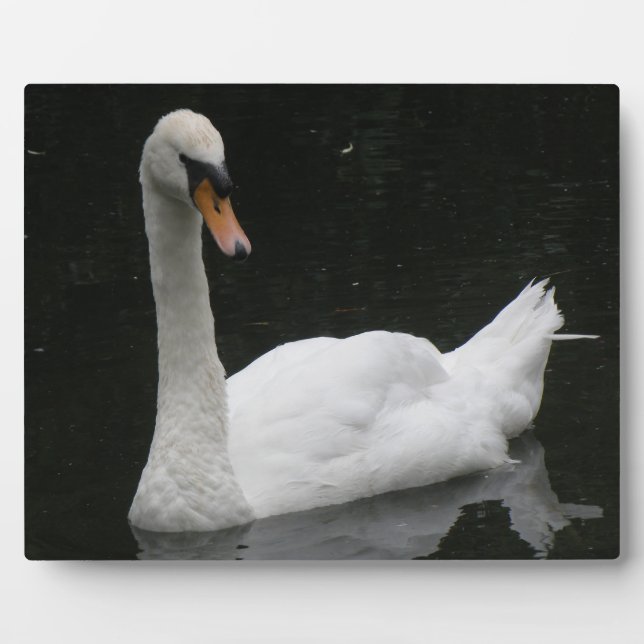 Preciosa placa cisne blanca (Frente)