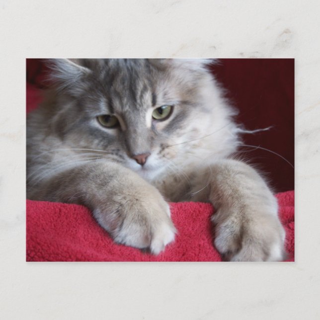 preciosa tarjeta postal 4 (Anverso)