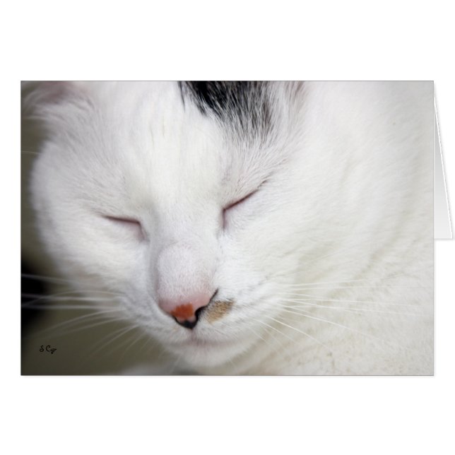 Precioso 2 en blanco (Anverso (Horizontal))