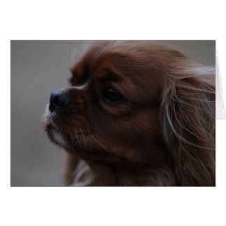 Precioso a Ruby Cavalier King Charles Spaniel