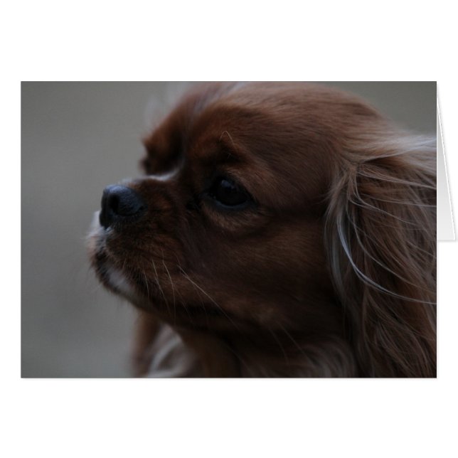 Precioso a Ruby Cavalier King Charles Spaniel (Anverso (Horizontal))