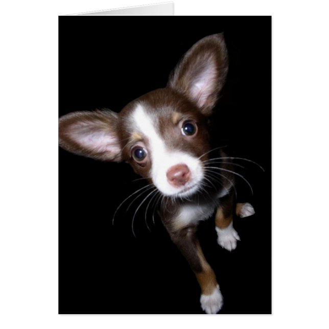 Precioso cachorro (Frente)