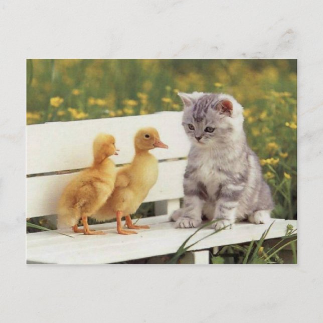 Preciosos Gatos, Tarjetas Gatitas, Regalos - ¡Pers (Anverso)