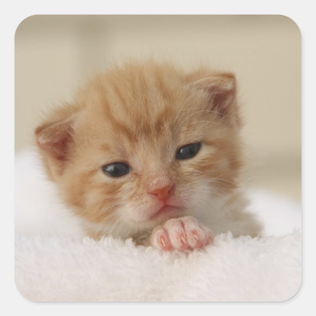 Preciosos pegatinas de gatitos dulces (Anverso)