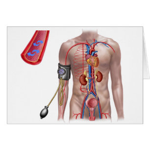 Presión Sanguínea Y Sistema Circulatorio