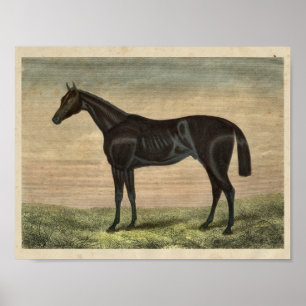 Pretender la impresión de caballos de época 1873