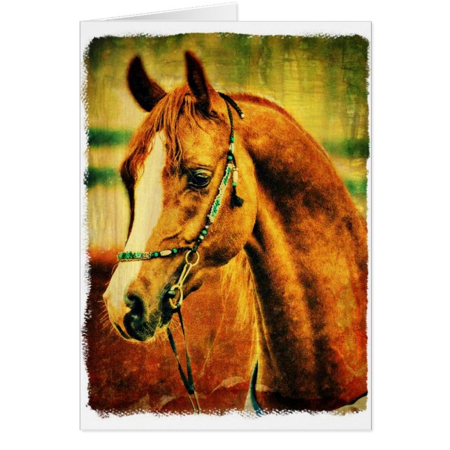 Pretty Arabian (Frente)