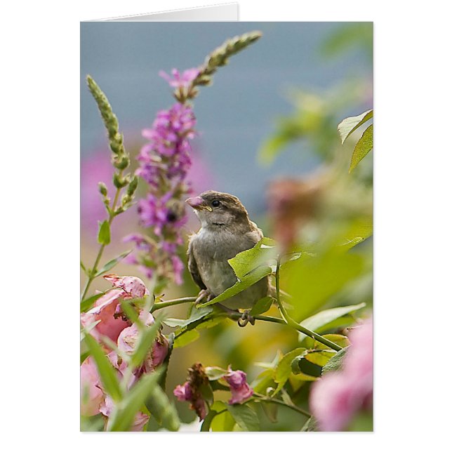 Primavera (Frente)
