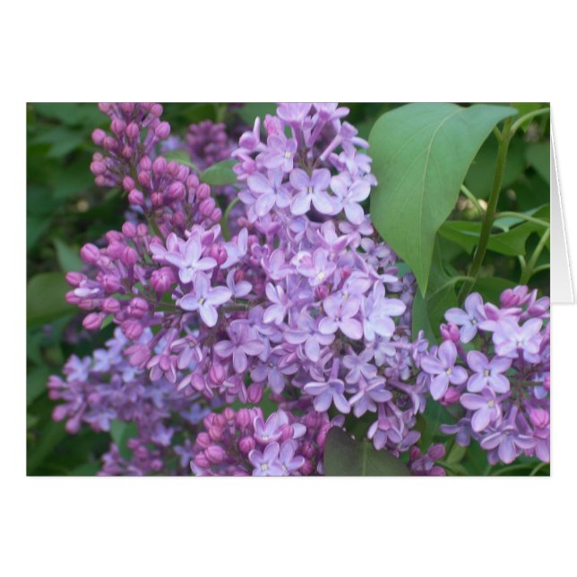 Primavera 4 (Anverso (Horizontal))