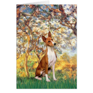 Primavera - Basenji