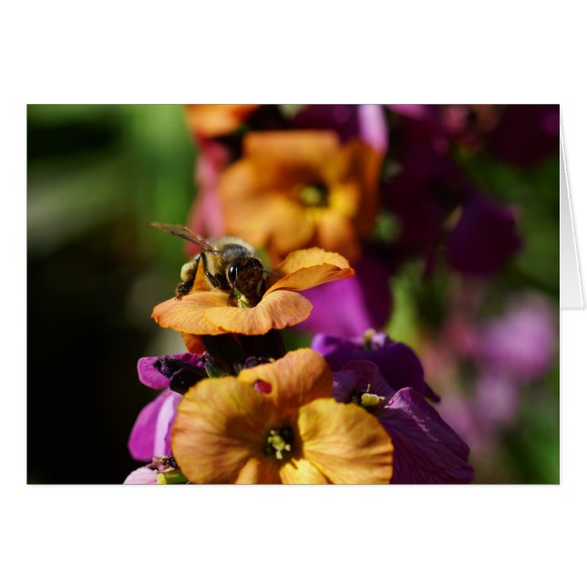 ¡Primavera Bee-Gins! (Anverso (Horizontal))