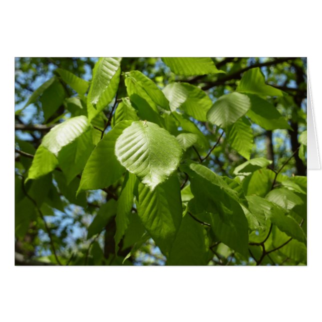 Primavera Birch deja el árbol verde (Anverso (Horizontal))