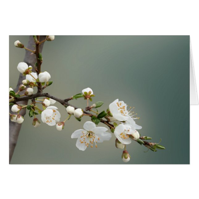 primavera cálida (Anverso (Horizontal))