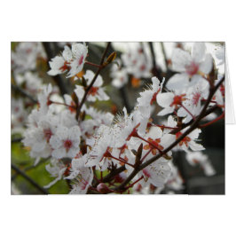 Primavera de Canberra