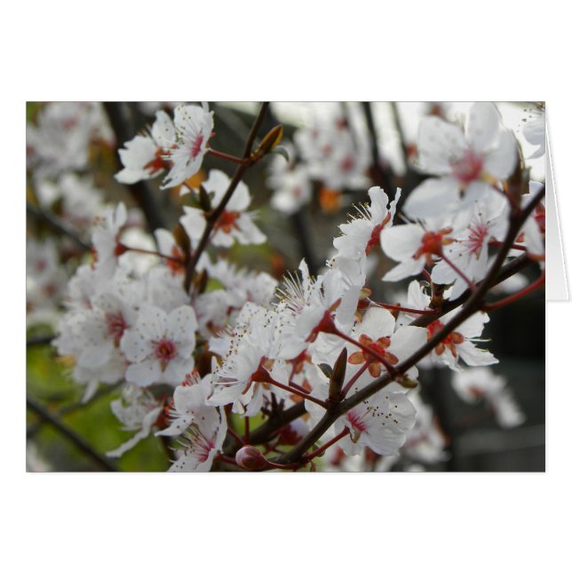 Primavera de Canberra (Anverso (Horizontal))