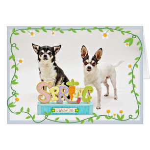 Primavera de Chihuahua