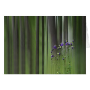 Primavera de Columba