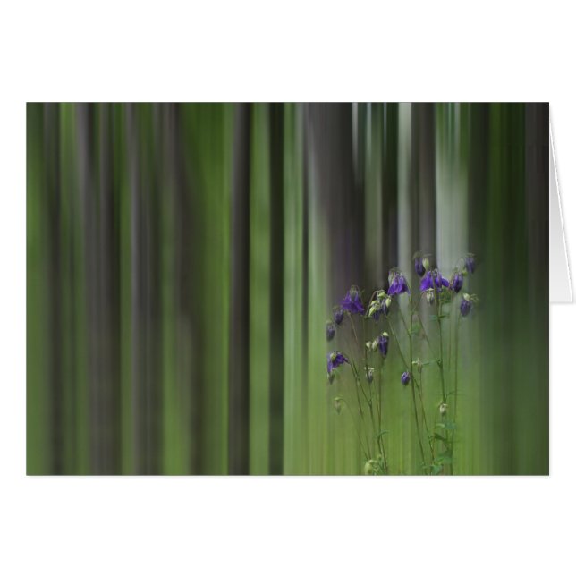 Primavera de Columba (Anverso (Horizontal))