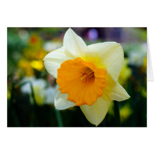 Primavera de la belleza