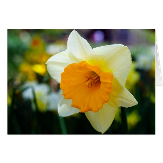 Primavera de la belleza (Anverso (Horizontal))