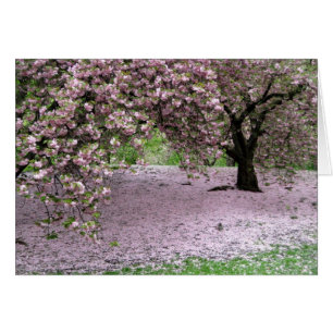 Primavera de los flores de los cerezos en Central