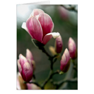 Primavera de Magnolia