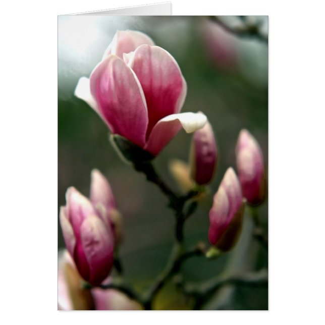 Primavera de Magnolia (Frente)