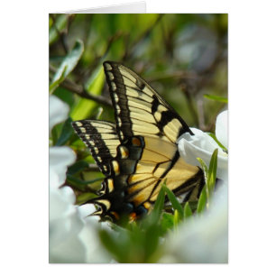 Primavera de mariposa