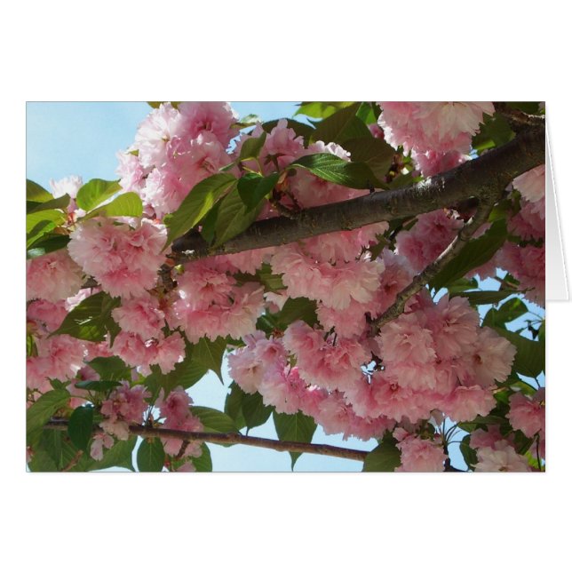 Primavera del Árbol de cerezo IV con doble floreci (Anverso (Horizontal))