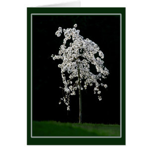 Primavera En Bloom