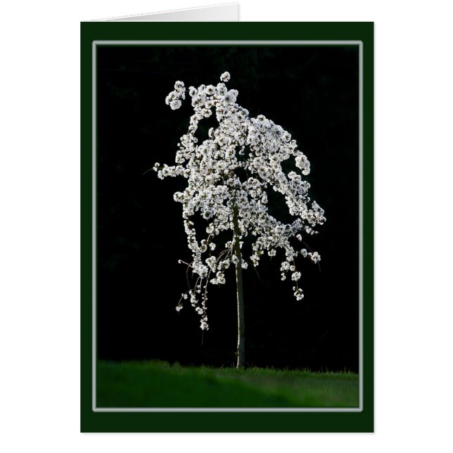 Primavera En Bloom (Frente)