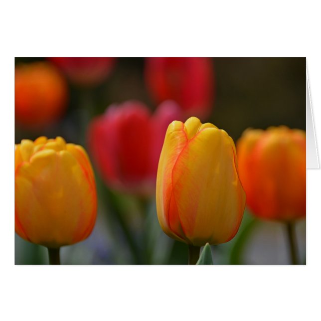 Primavera en colores (Anverso (Horizontal))