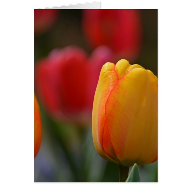 Primavera en colores (Frente)