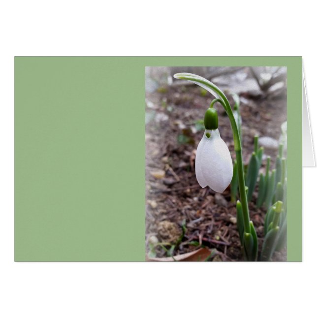 Primavera en febrero (Anverso (Horizontal))