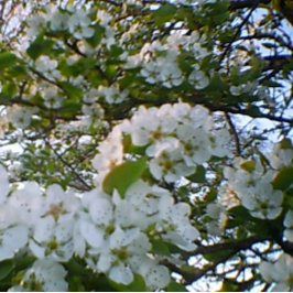 Primavera en la impresión de lienzo estirado en fl