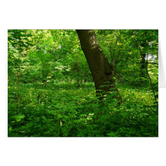 Primavera en los bosques
