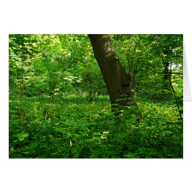 Primavera en los bosques (Anverso (Horizontal))