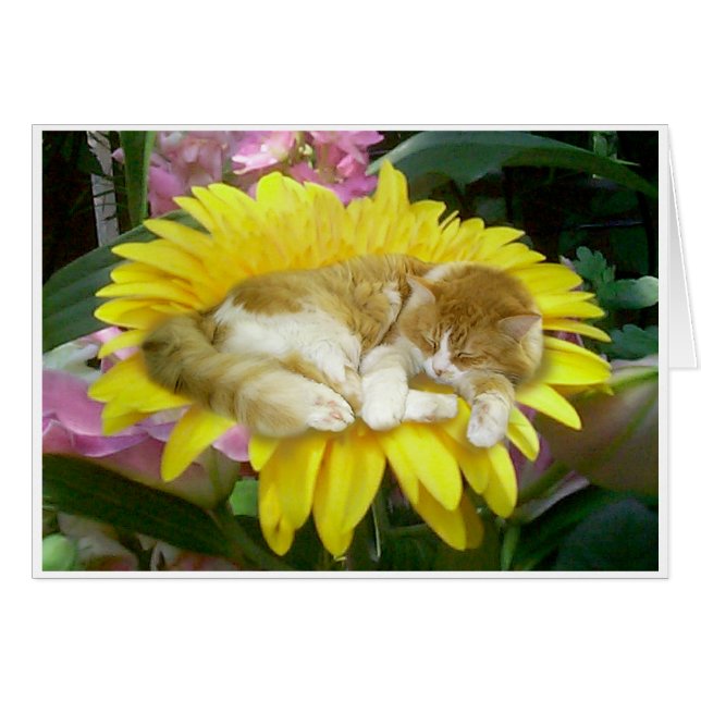 Primavera frágil (Anverso (Horizontal))