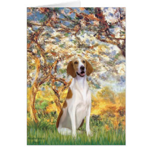 Primavera - Libros estadounidenses