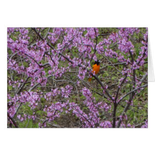 Primavera, Oriole en el árbol de Redbud