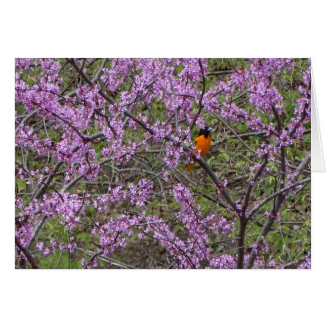 Primavera, Oriole en el árbol de Redbud (Anverso (Horizontal))