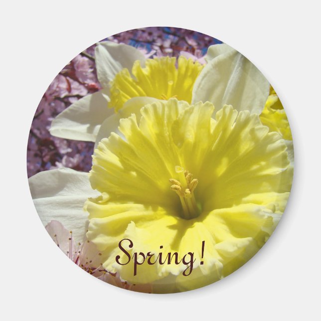 ¡Primavera! regalos de imán Flores de Narciso Colo (Frente)
