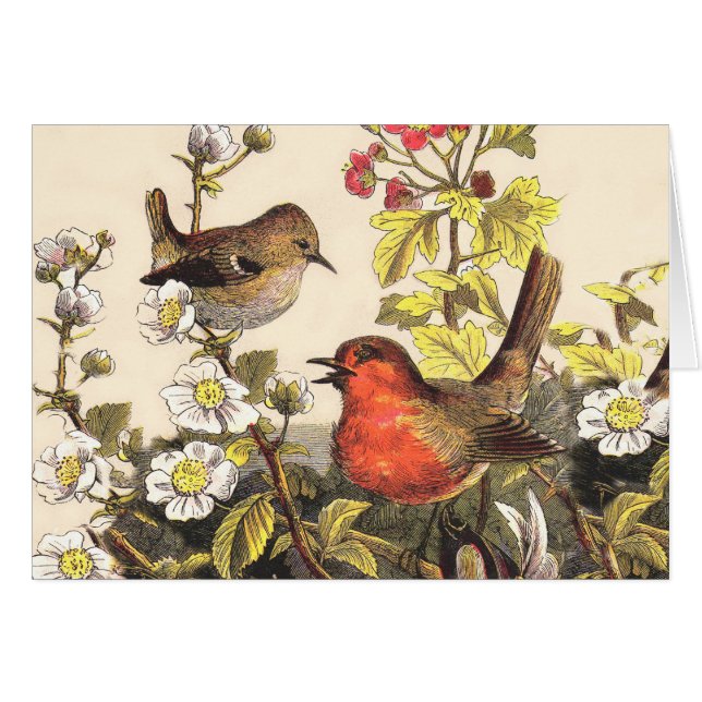 Primavera Robin Birds Red Birds (Anverso (Horizontal))