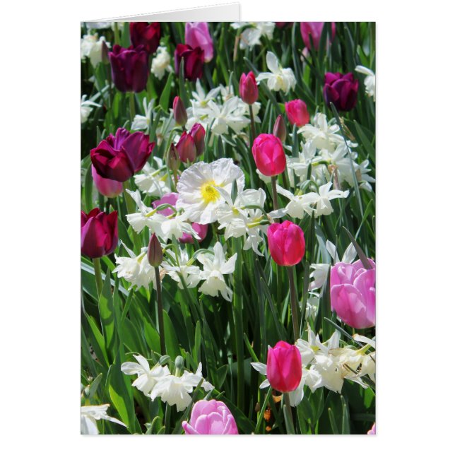 Primavera romántica caída en la mañana (Frente)