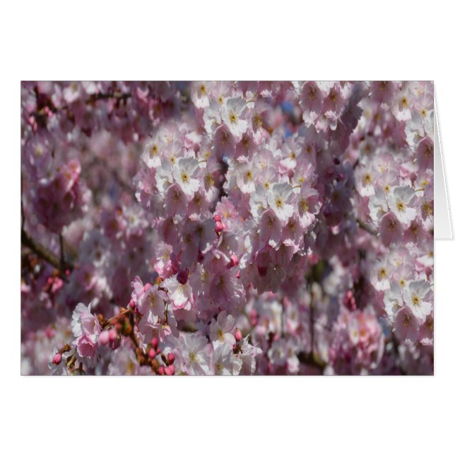 Primavera rosa (Anverso (Horizontal))