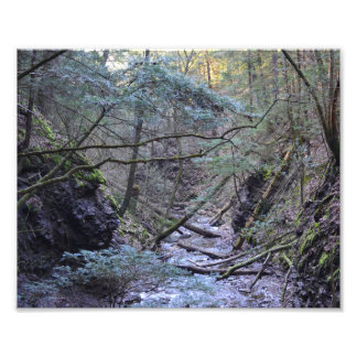 Primavera Temprana En El Bosque. Impresión De Foto