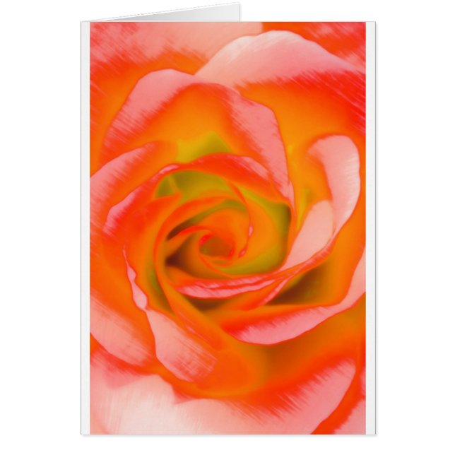 Primer color de rosa anaranjado (Frente)